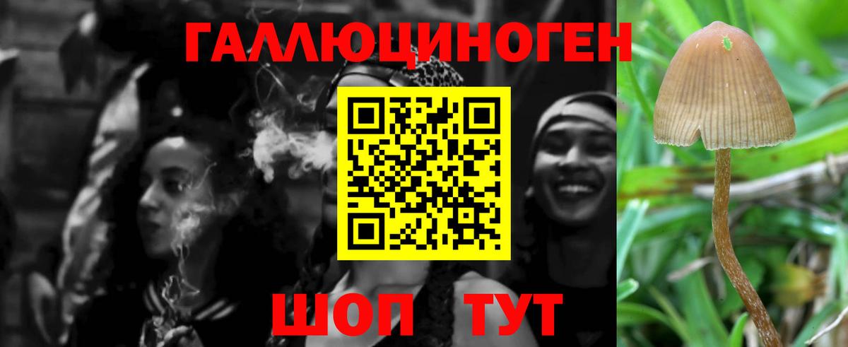 Псилоцибиновые грибы Psilocybine cubensis  Грязи  Псилоцибиновые грибы Psilocybine cubensis 